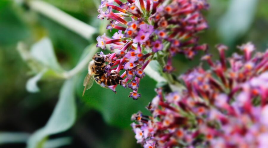 L’impact de la qualité du bois sur la durabilité de votre projet de construction