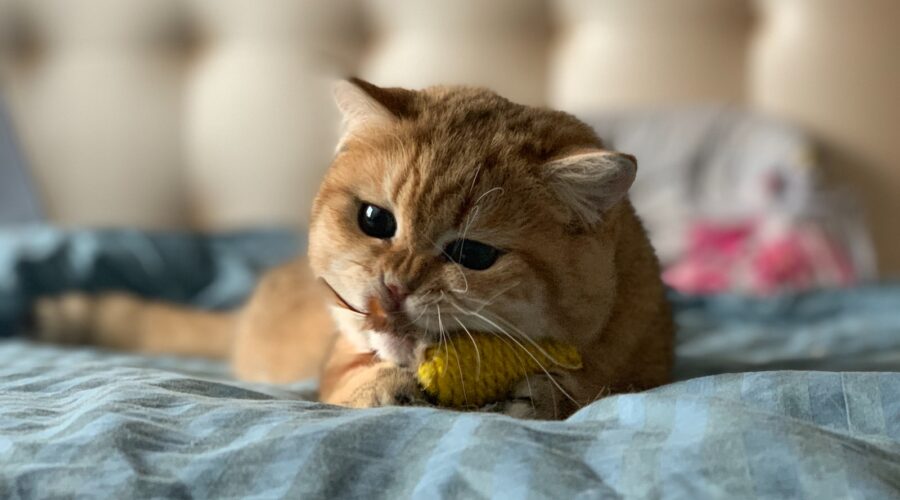 Indre : La construction bois, une alternative écologique dans le département